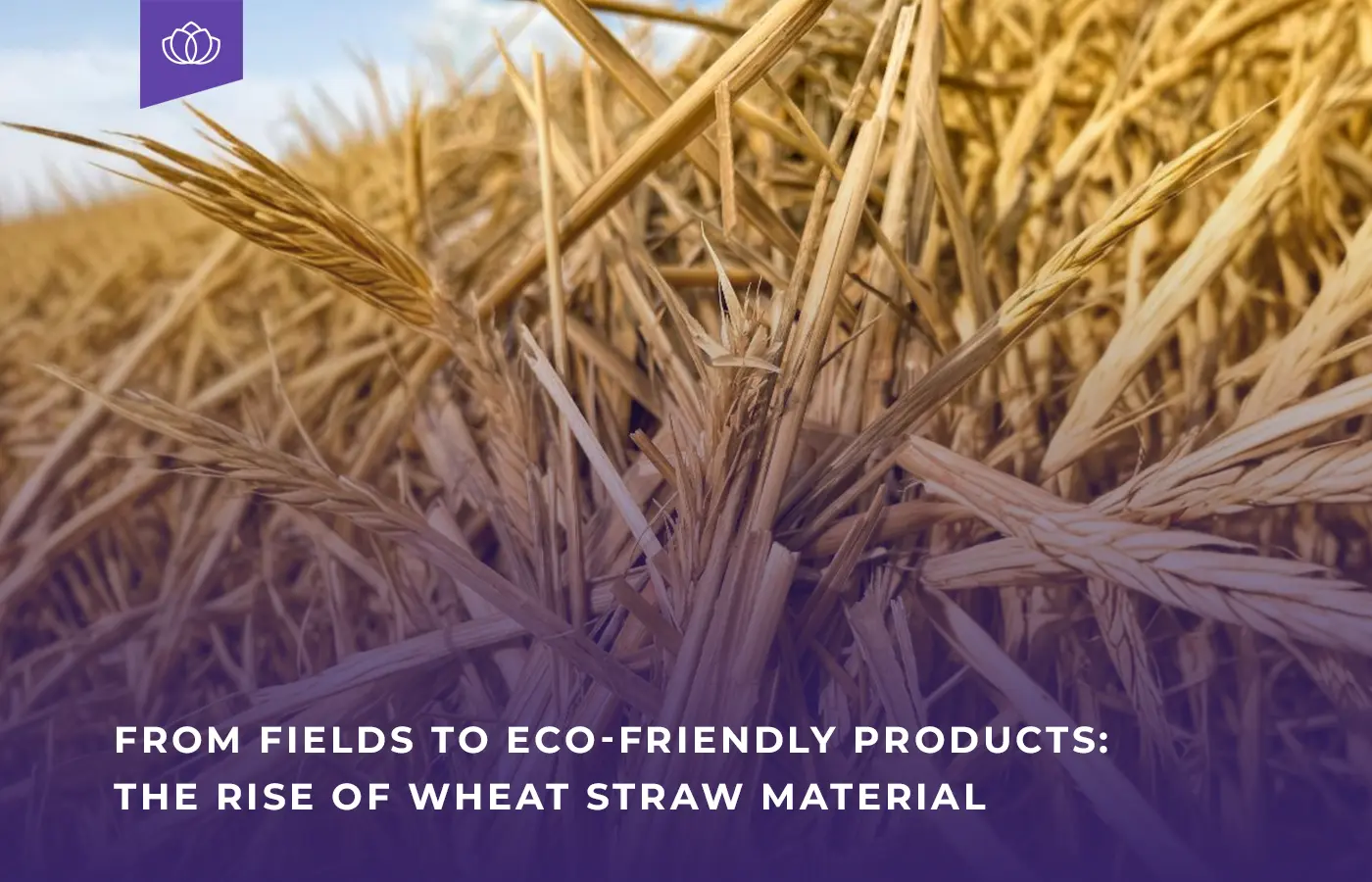 Wheat Straw Material From Fields to Eco Friendly Products